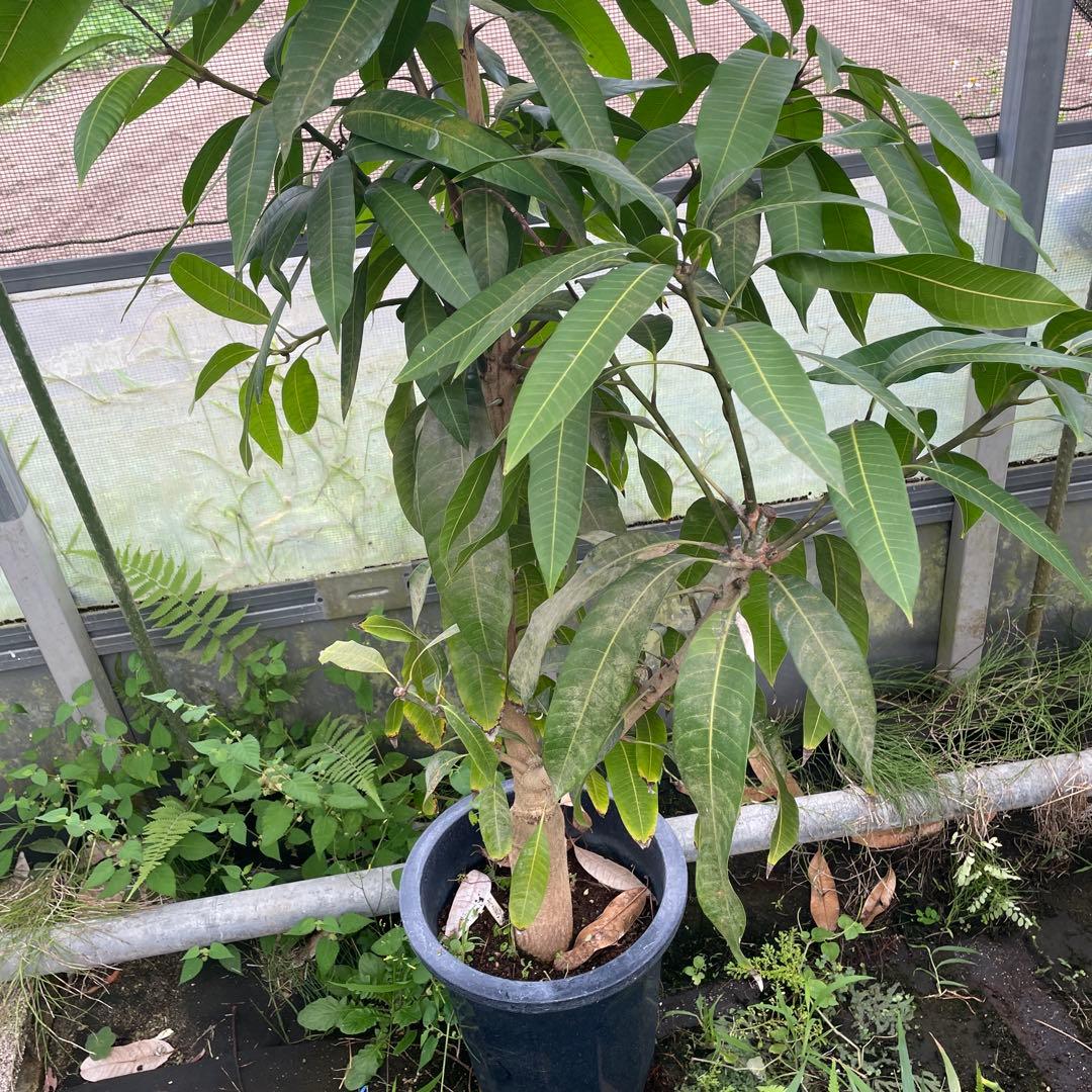 金蜜　キンミツ　マンゴー苗　10号サイズ