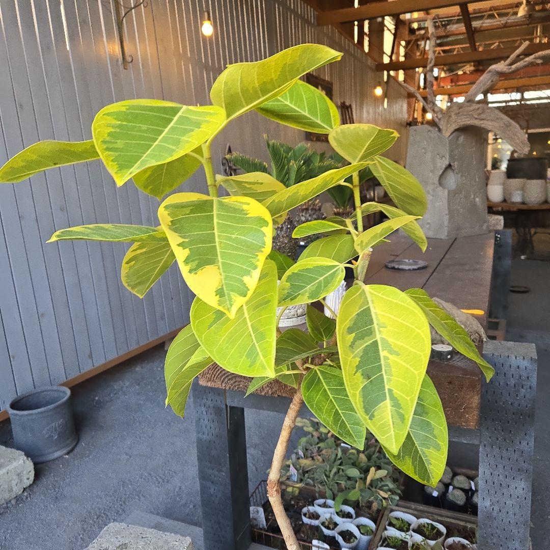 ⑥　フィカス　アルテシマ　曲がり仕立て８号　最高等級