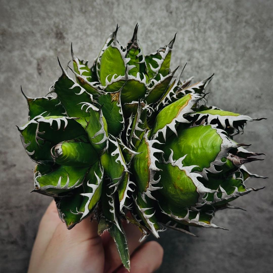 ノ*リ様 多肉植物・アガベ・チタノタ・ホリダ・極上強刺・三頭株