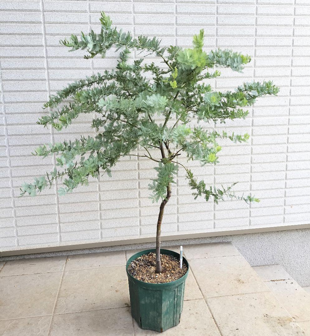 ミモザアカシア 樹高100cm