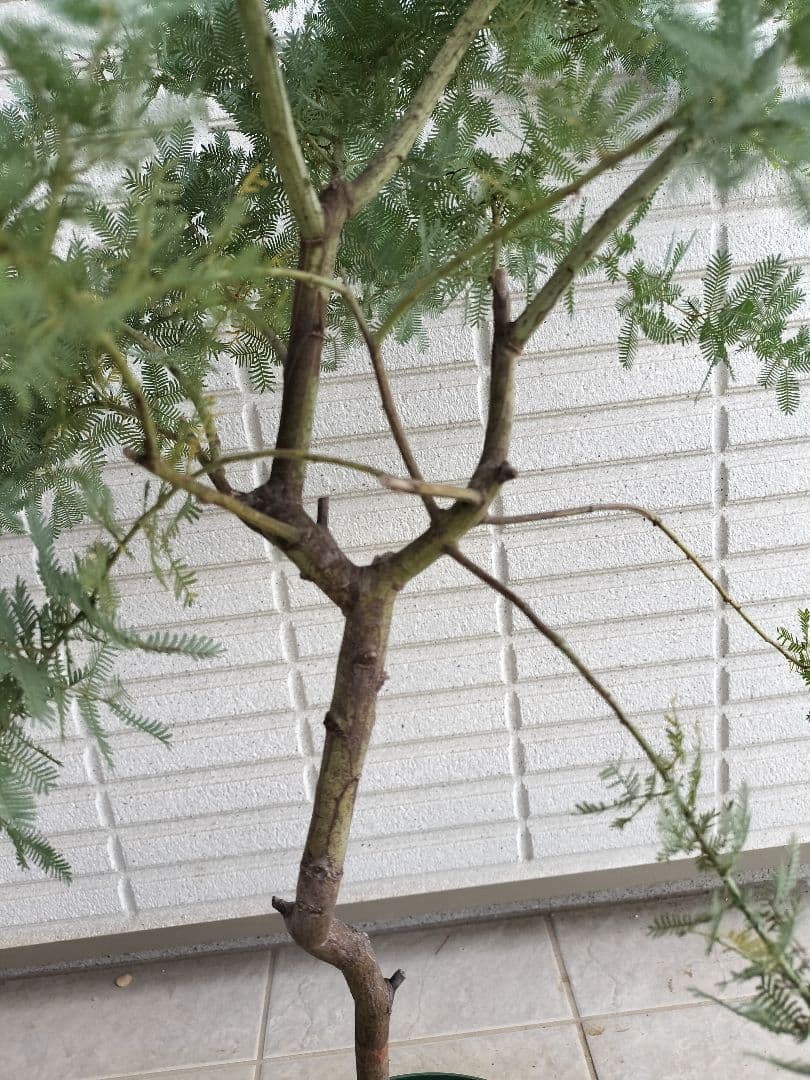 ミモザアカシア 樹高100cm