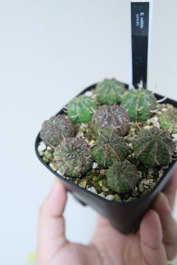 ユーフォルビア　バリダ