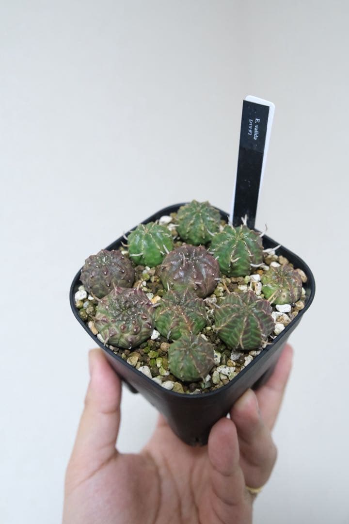 ユーフォルビア　バリダ