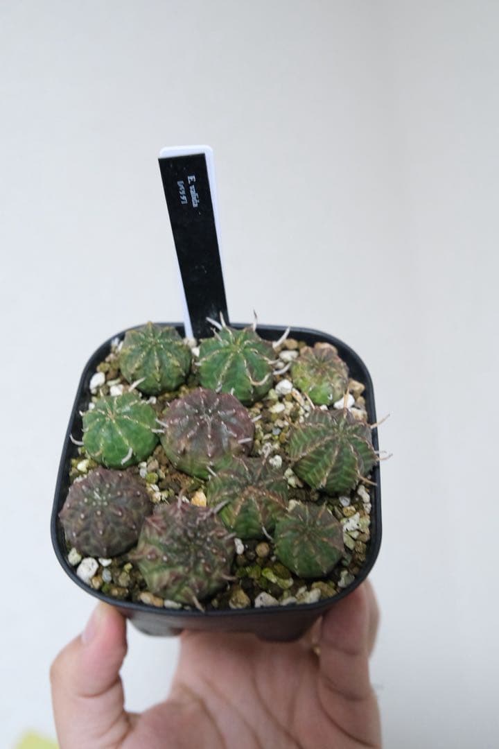 ユーフォルビア　バリダ