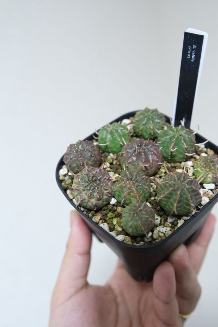 ユーフォルビア　バリダ