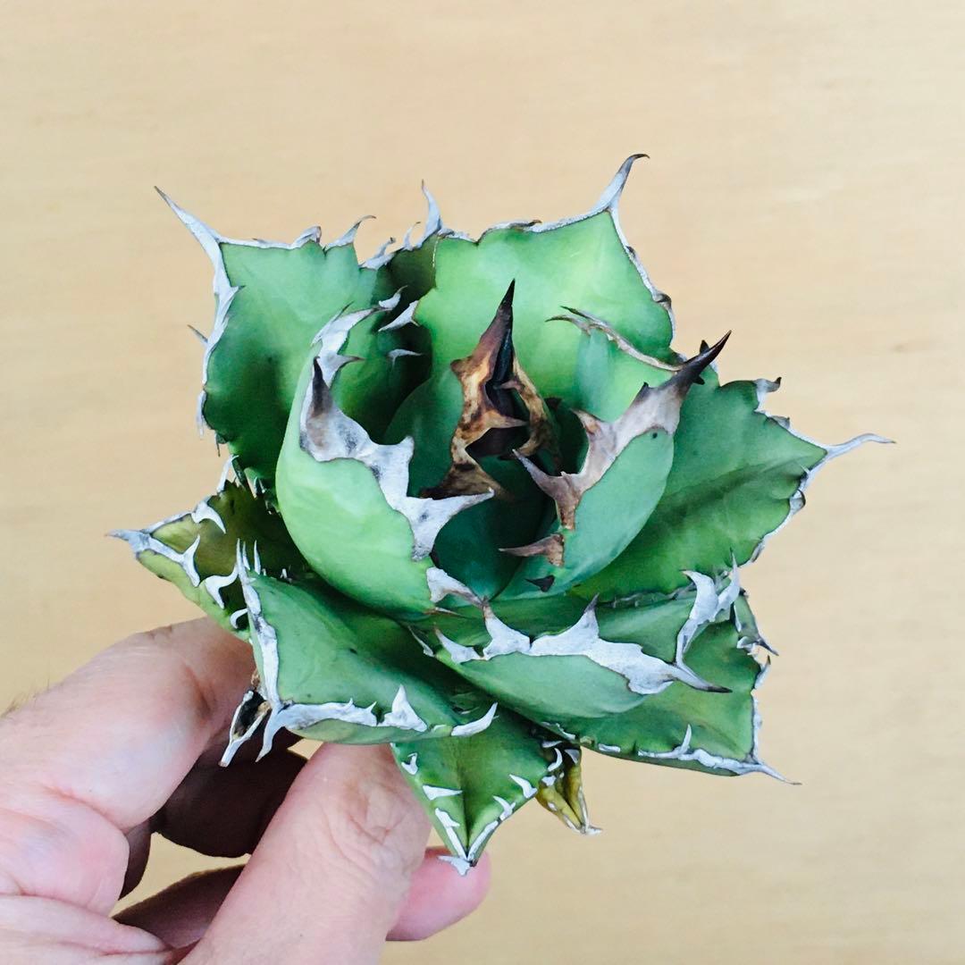 【現地球TC】4 オアハカ オテロイ ドワーフコンパクト TC アガベ チタノタ