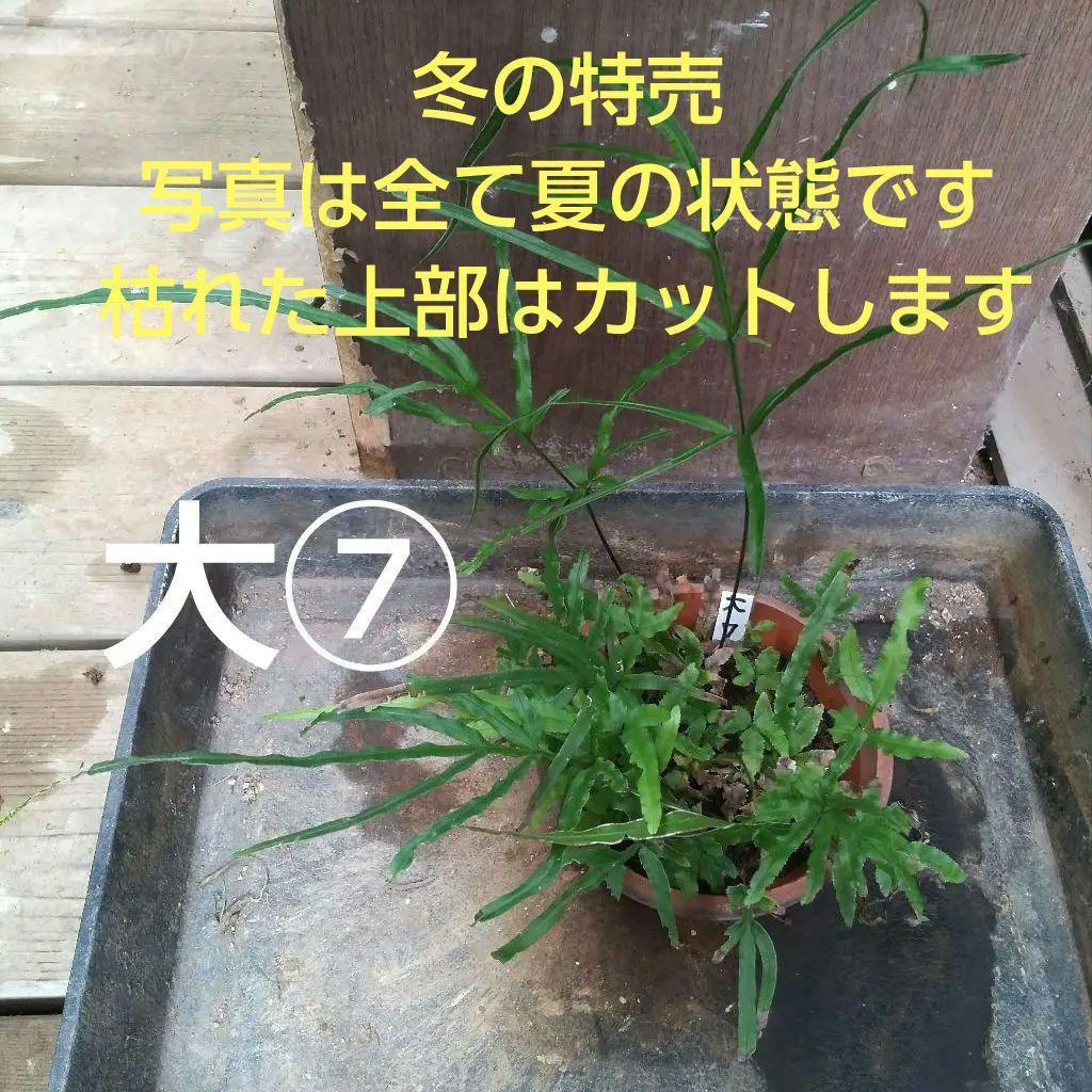 ワケアリ 大⑦ 品種不明シダ