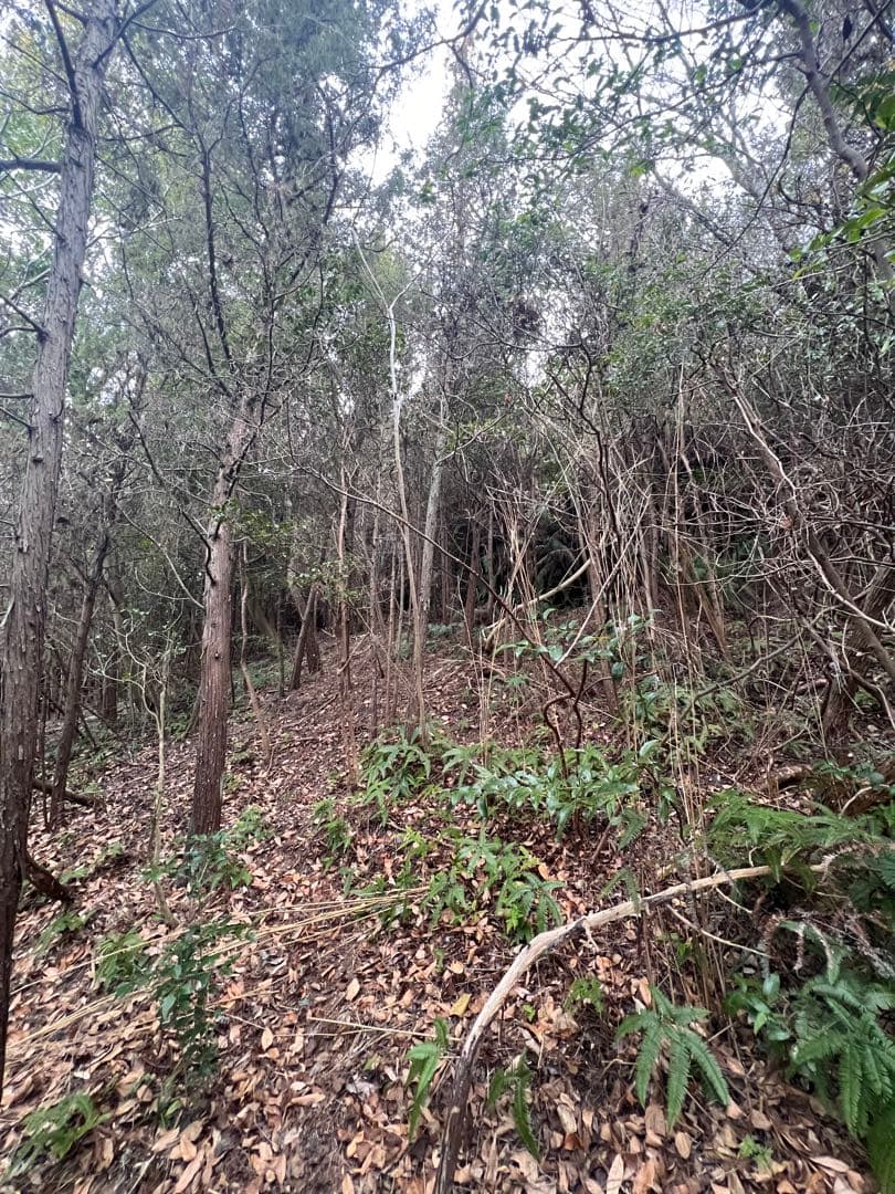 現品　ミツバツツジ　自然樹形　株立　2.2mほど　山採り