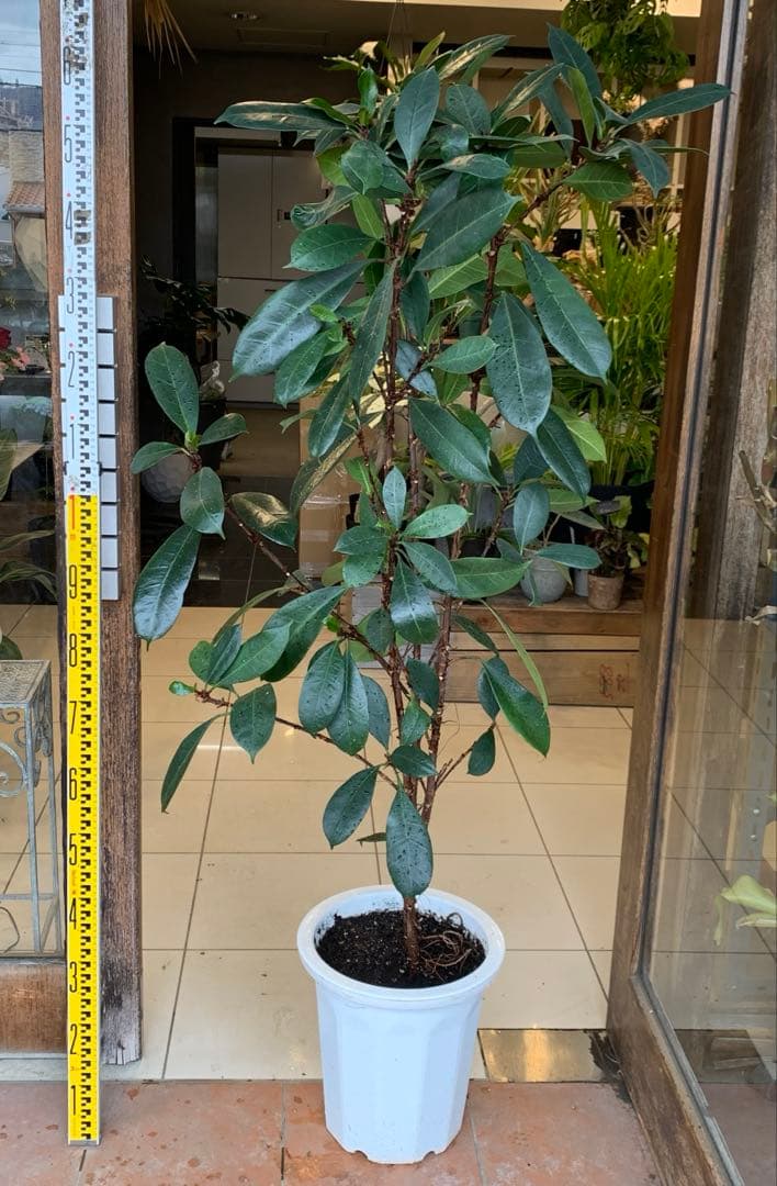 希少 フィカス キアティスティプラ