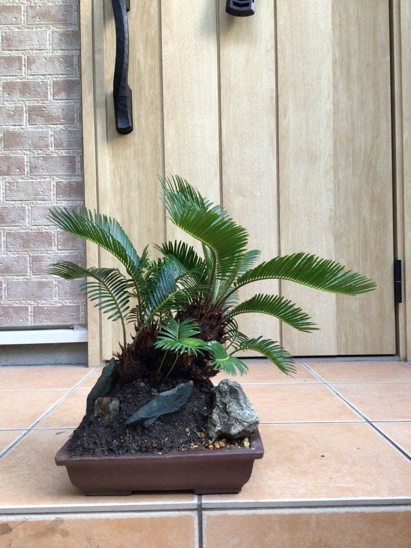 ソテツの盆栽