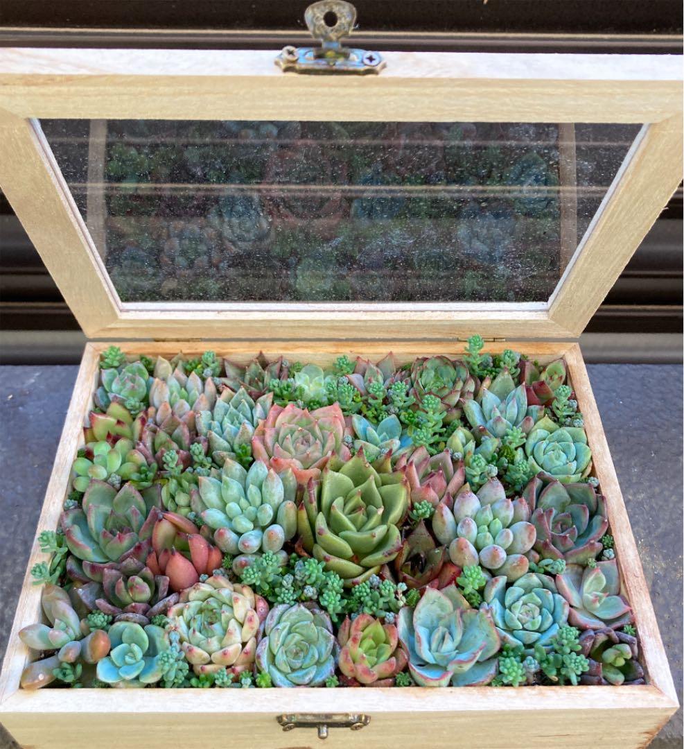 多肉植物　寄せ植え　小物入れ