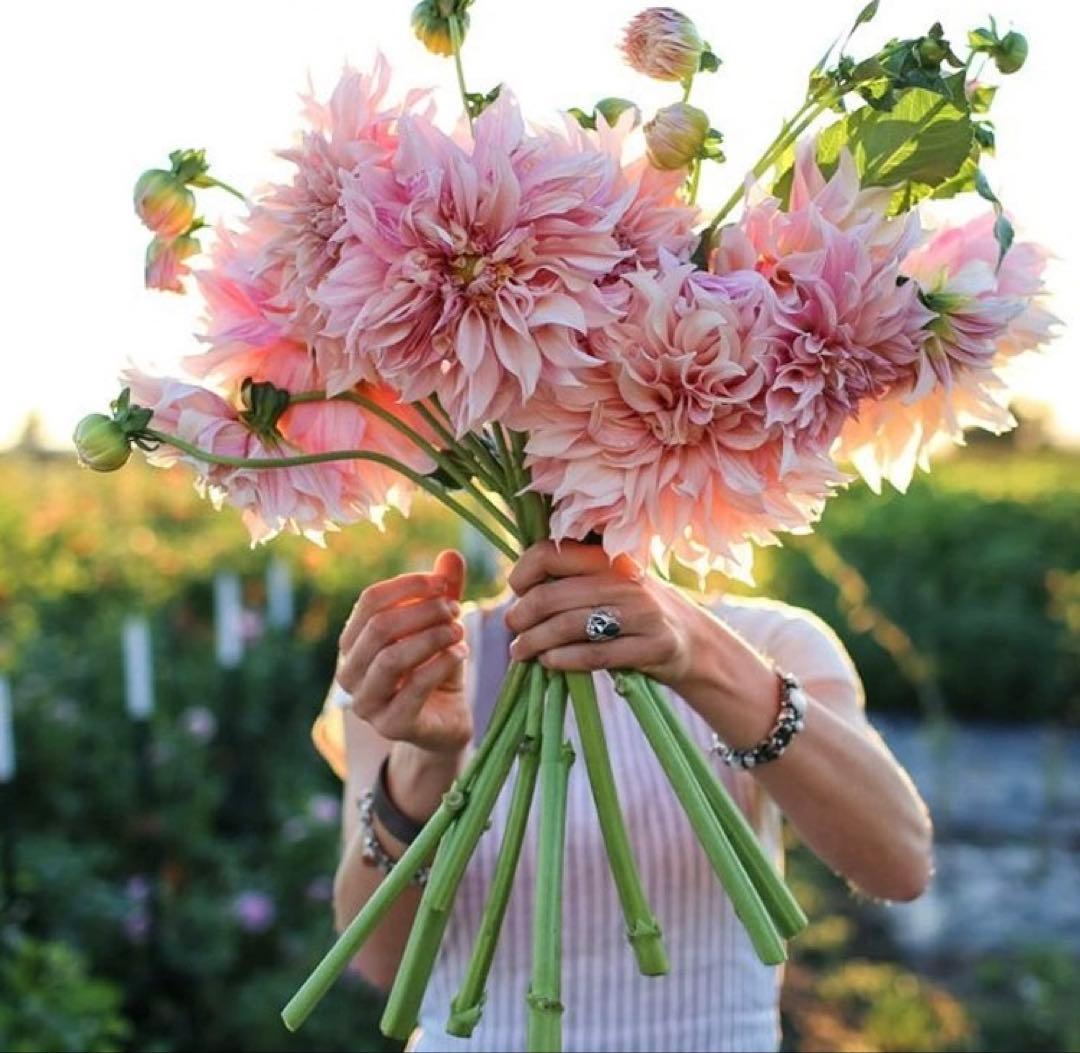 ダリア　球根　大　カフェオレ