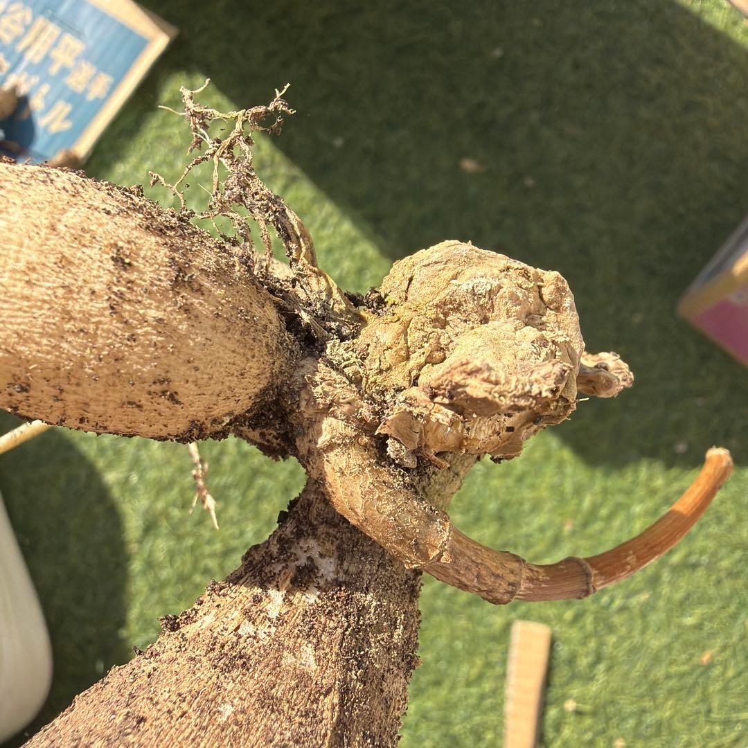 ダリア　球根　大　カフェオレ