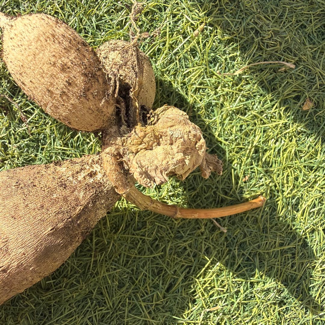 ダリア　球根　大　カフェオレ