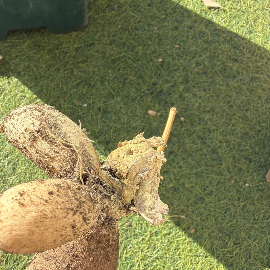 ダリア　球根　大　カフェオレ