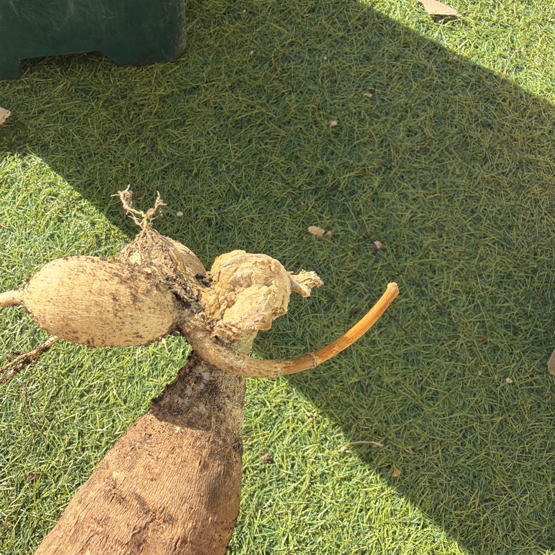 ダリア　球根　大　カフェオレ