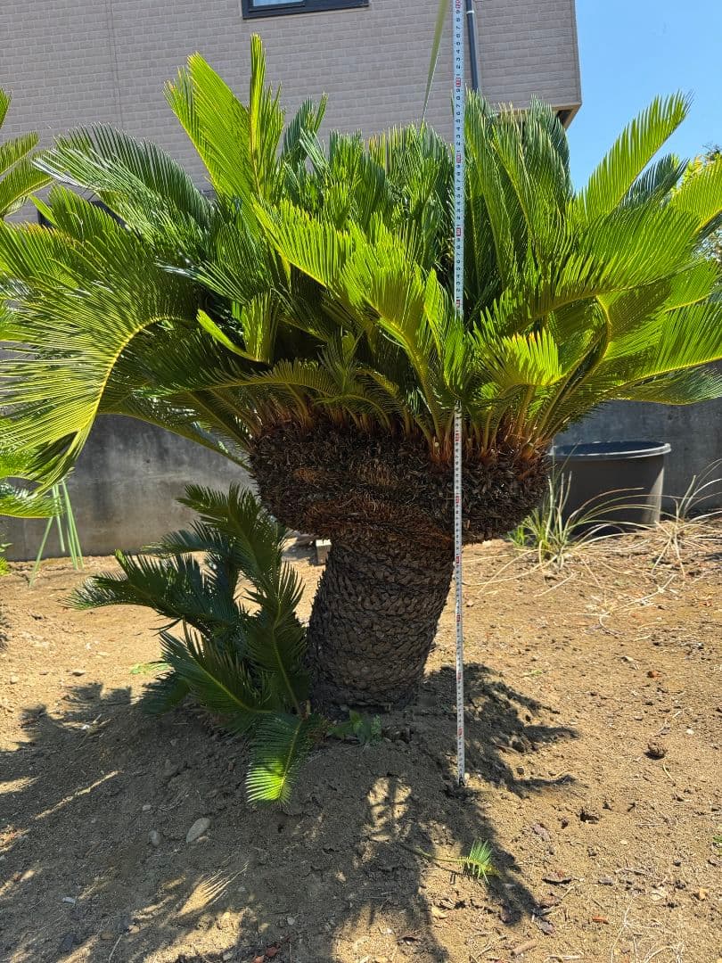 獅子ソテツ 蘇鉄