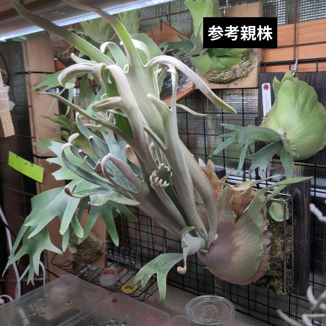 ビカクシダ ハクナマタタ ocPUP 1株のみ