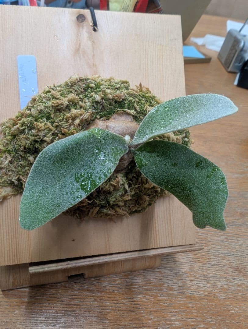 ビカクシダ ハクナマタタ ocPUP 1株のみ