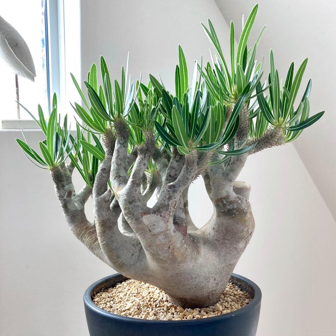 パキポディウム イノピナツム【希少・優良大株】※メルカリ便発送