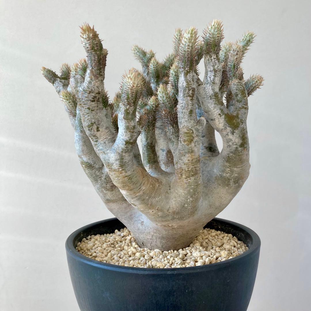 パキポディウム イノピナツム【希少・優良大株】※メルカリ便発送