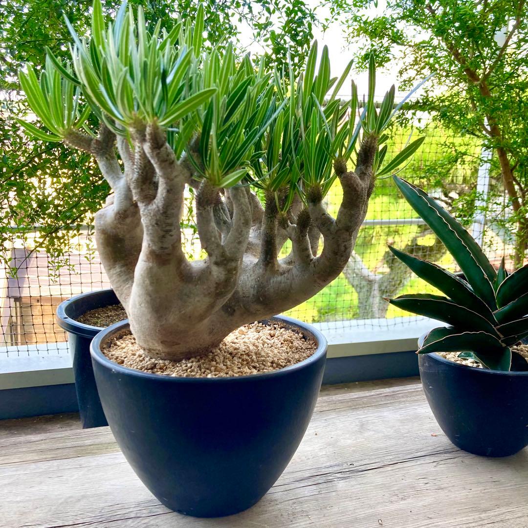 パキポディウム イノピナツム【希少・優良大株】※メルカリ便発送