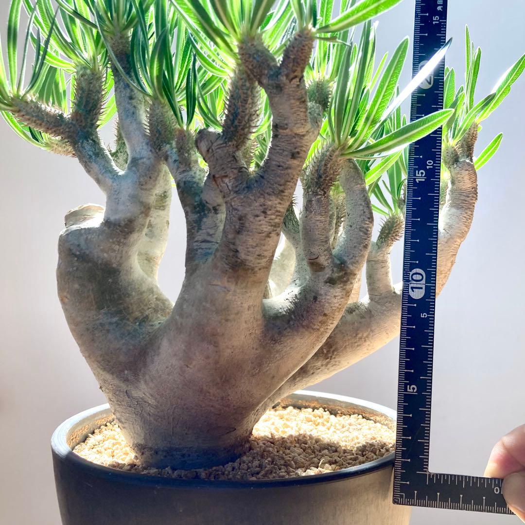 パキポディウム イノピナツム【希少・優良大株】※メルカリ便発送