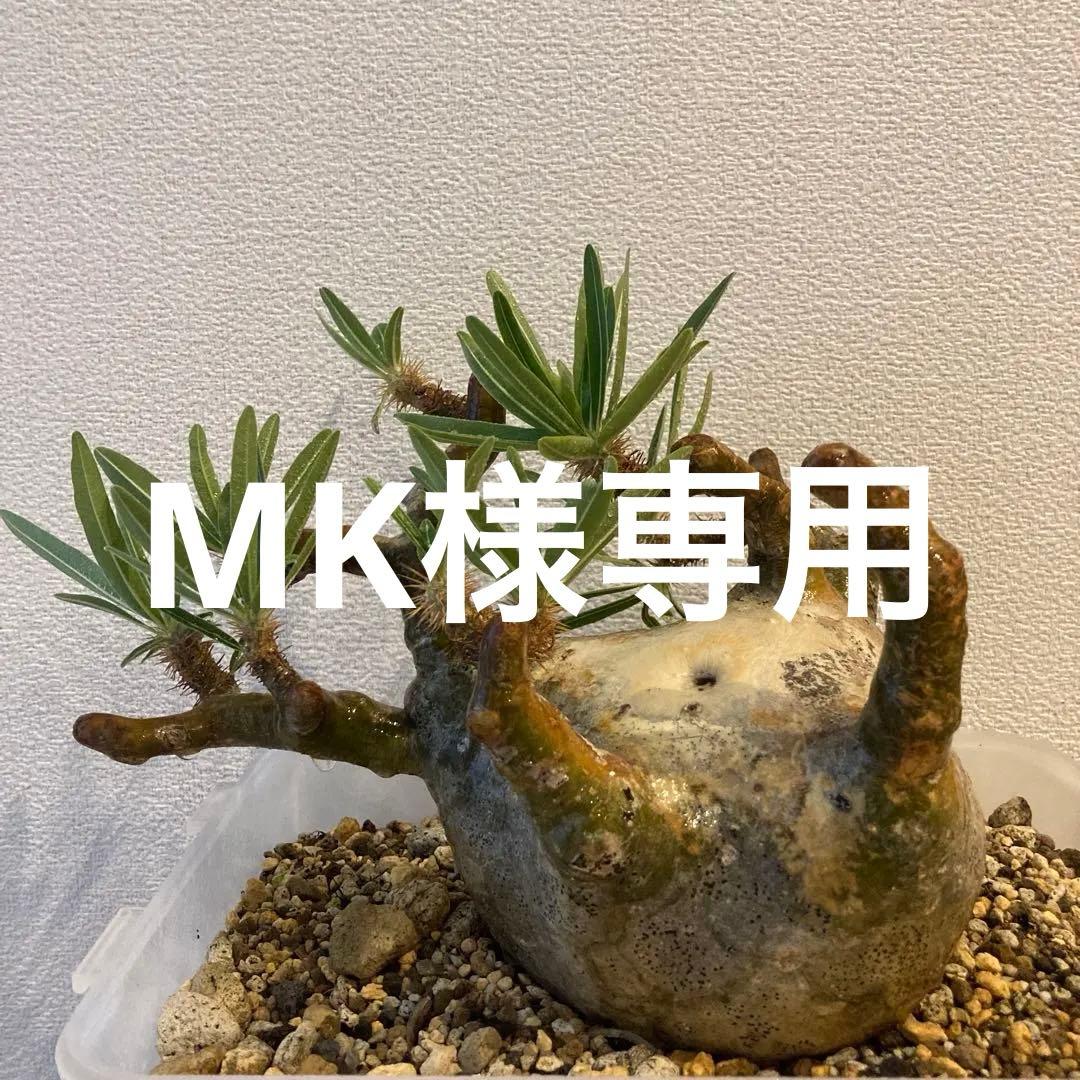 【極上コレ株】迷彩肌・扁平　現地球パキポディウム・グラキリス（短枝・風化枝）