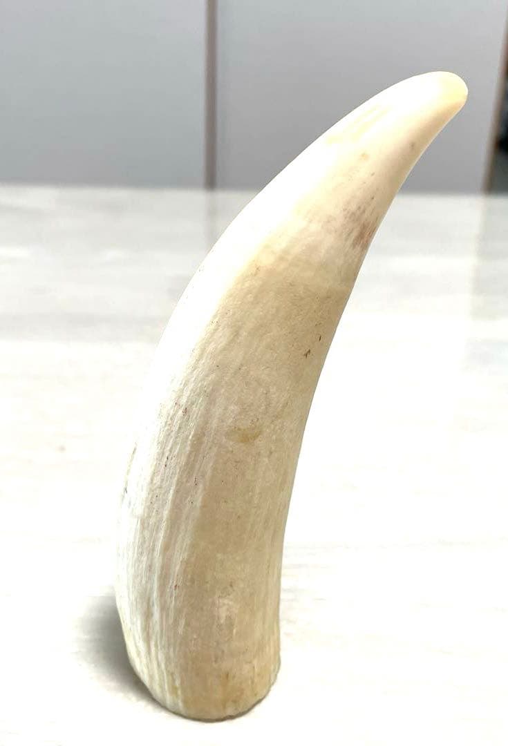 鯨の歯