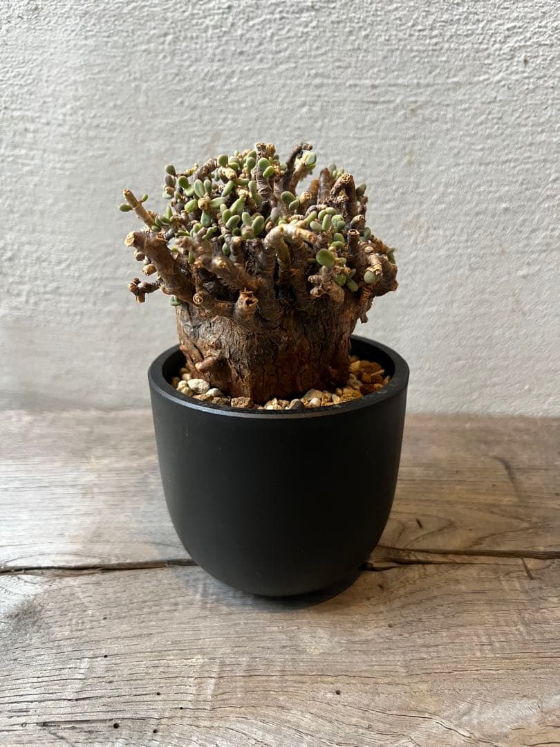 発根済　ケラリアピグマエア　ベアルート株　②