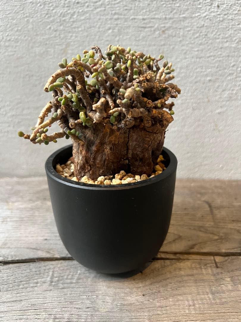 発根済　ケラリアピグマエア　ベアルート株　②