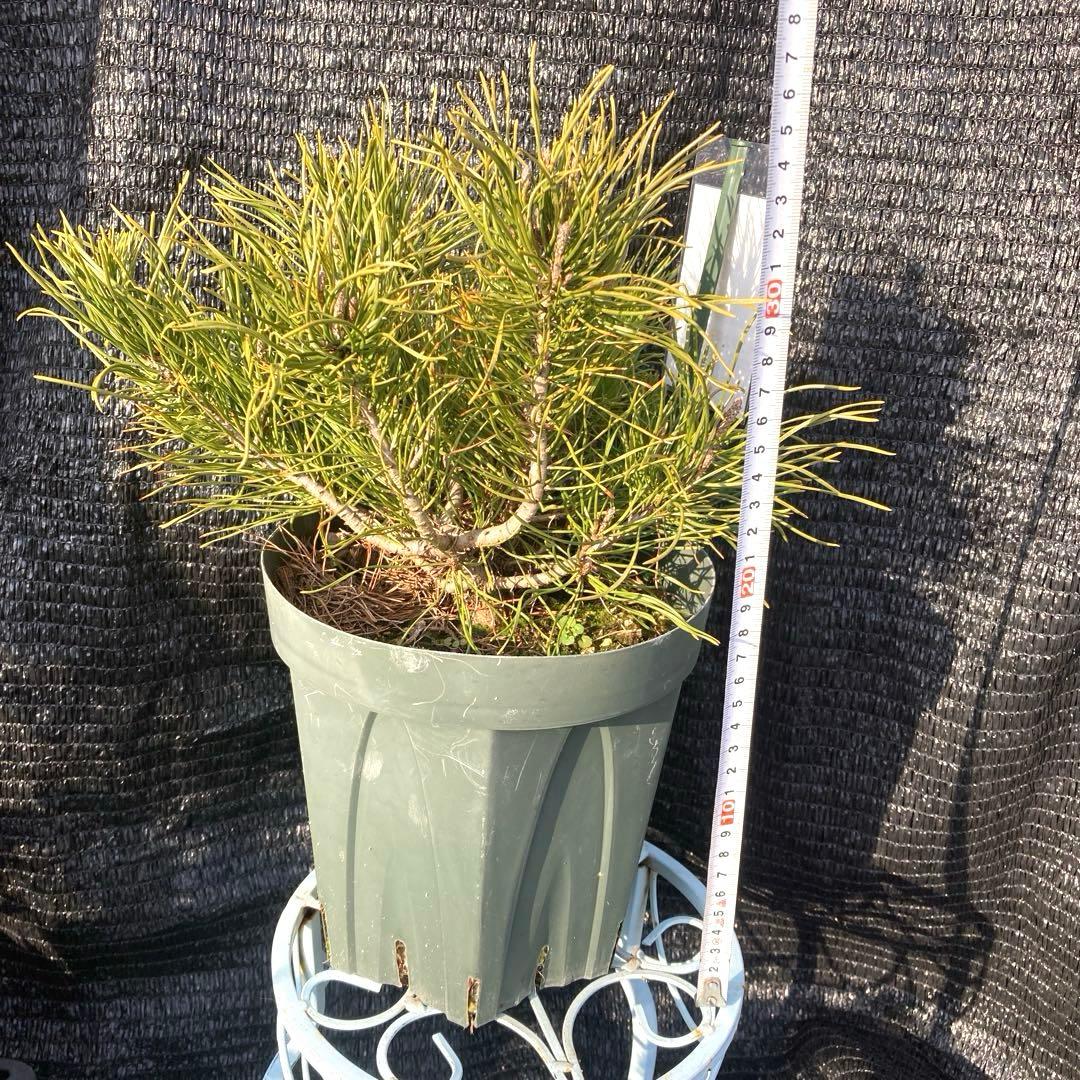 ②*:ஐ這松・ドーム型の松*:ஐ【モンタナマツ・プミリオ ・プリミオ】６号