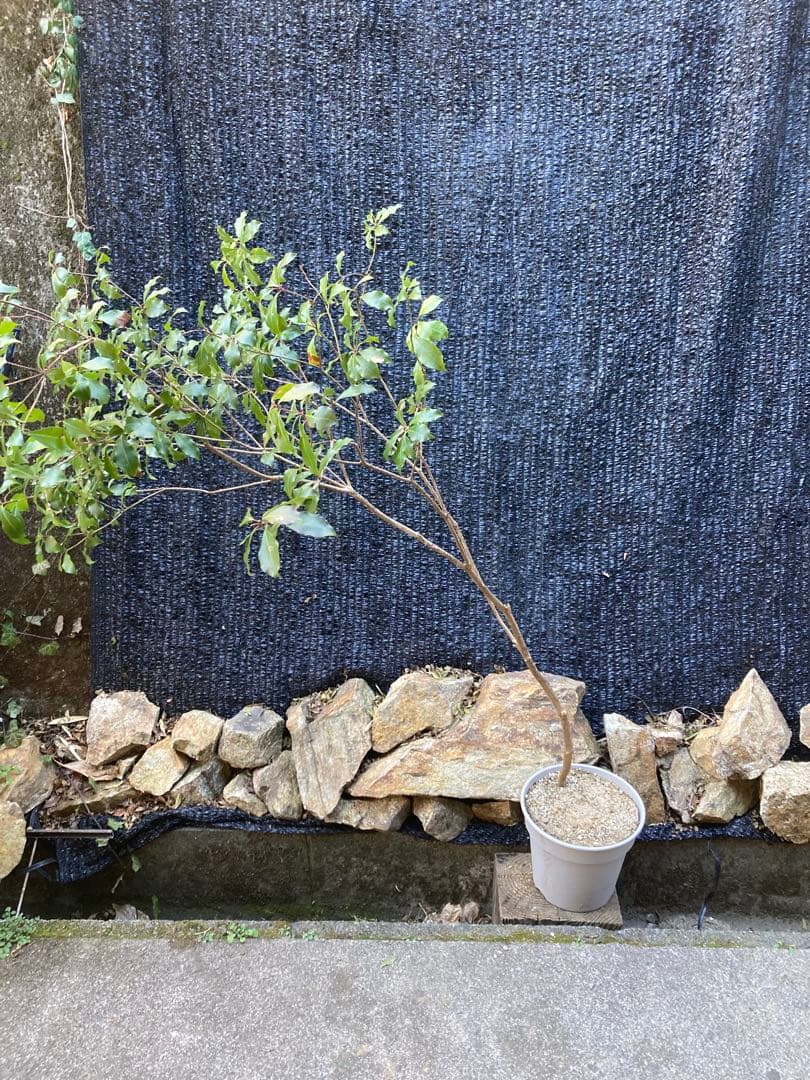 山採り　アセビ　馬酔木　約160センチ