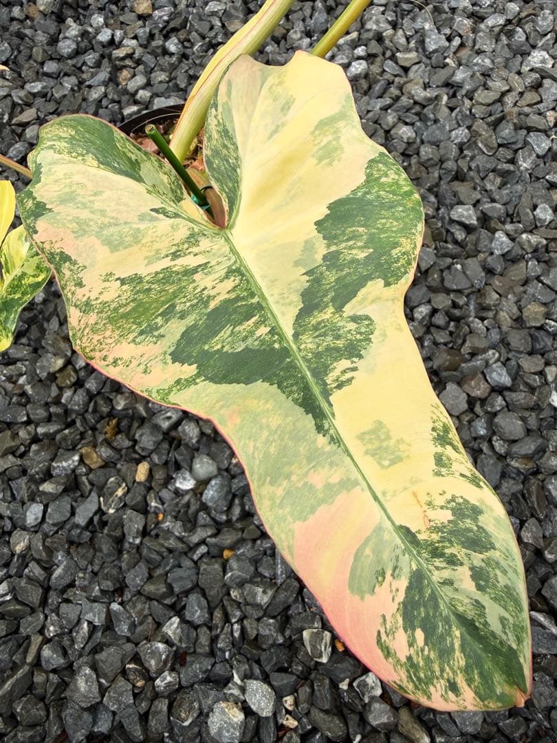 超絶希少 フィロデンドロン　ジェニファー斑入り