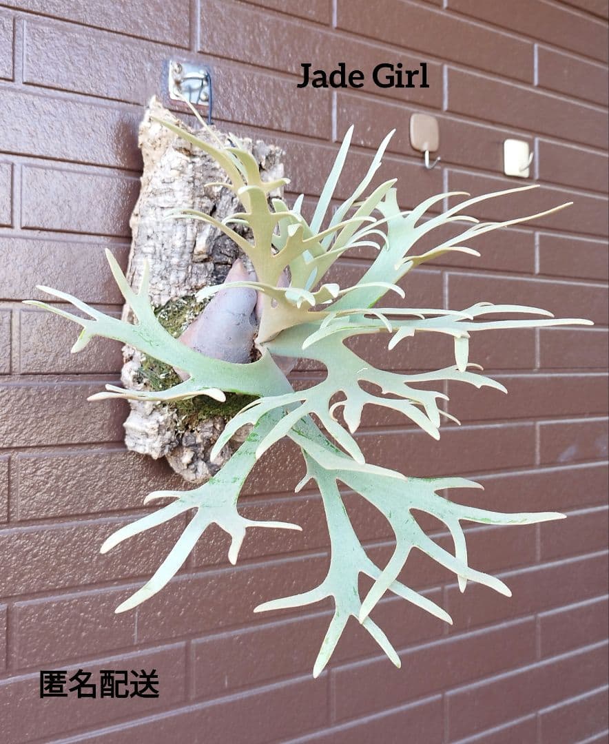 jade girl ジェイドガール　株分 ビカクシダ