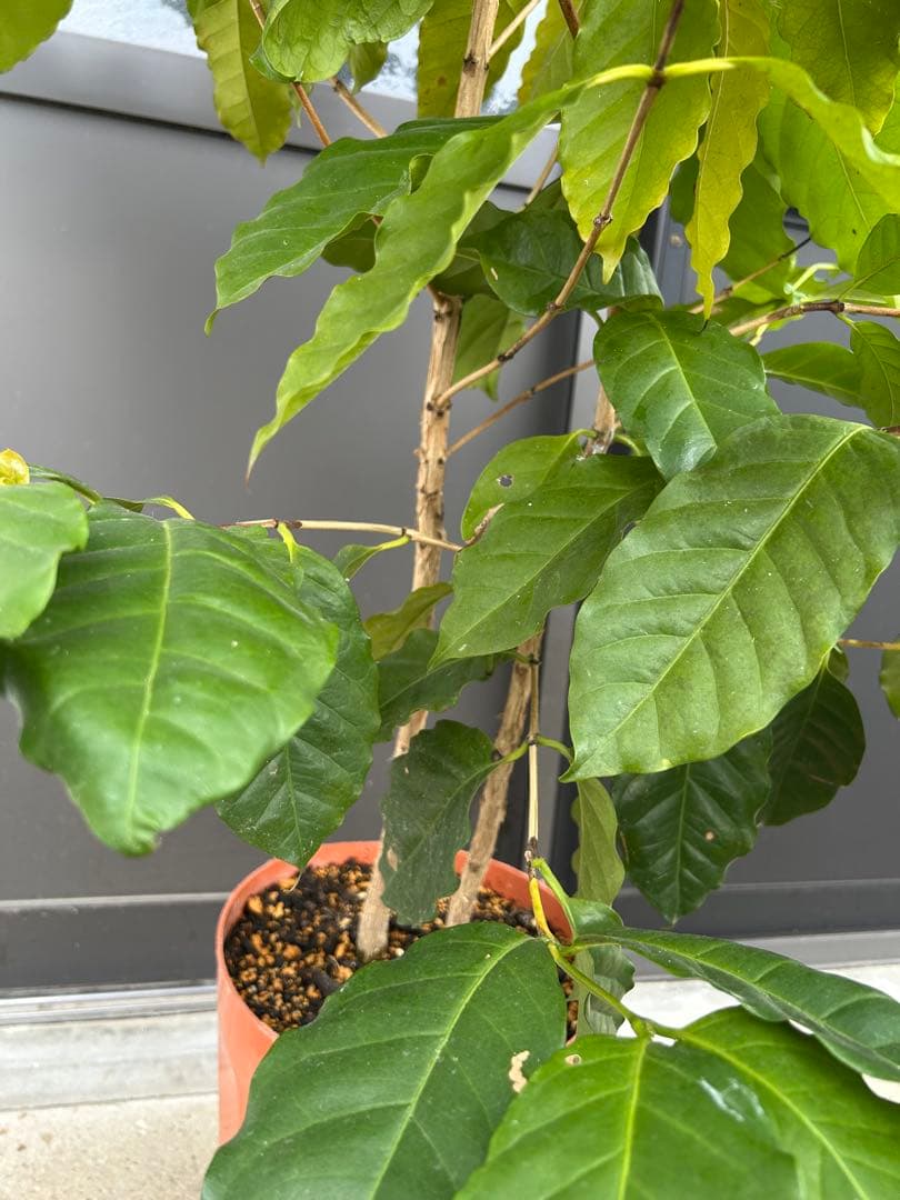 『訳あり』コーヒーの木 約1.3メートル 2株植