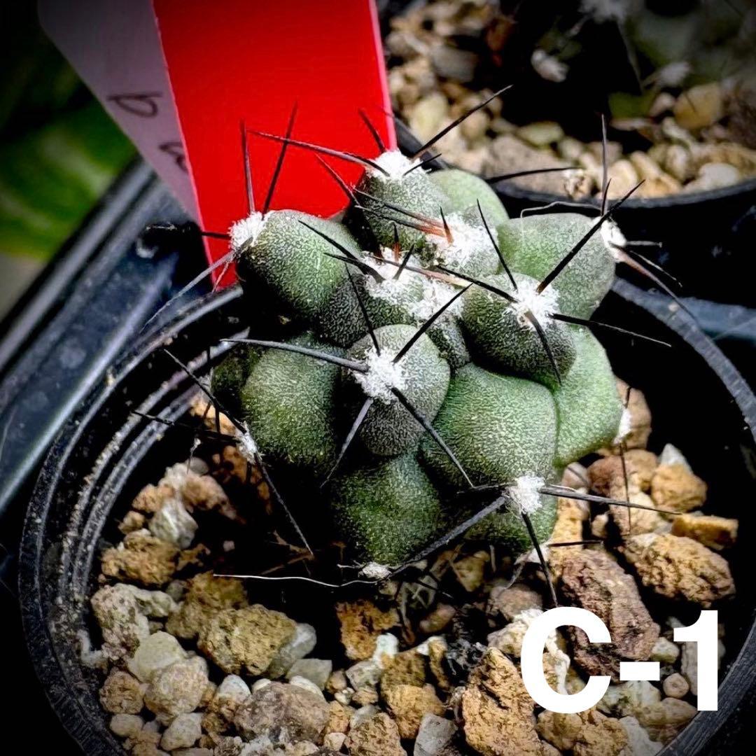 /様 サボテン 実生苗