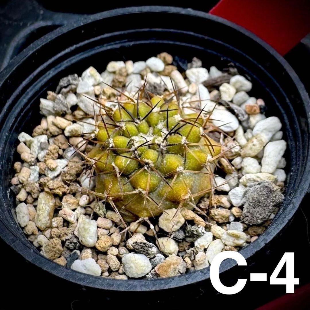 /様 サボテン 実生苗