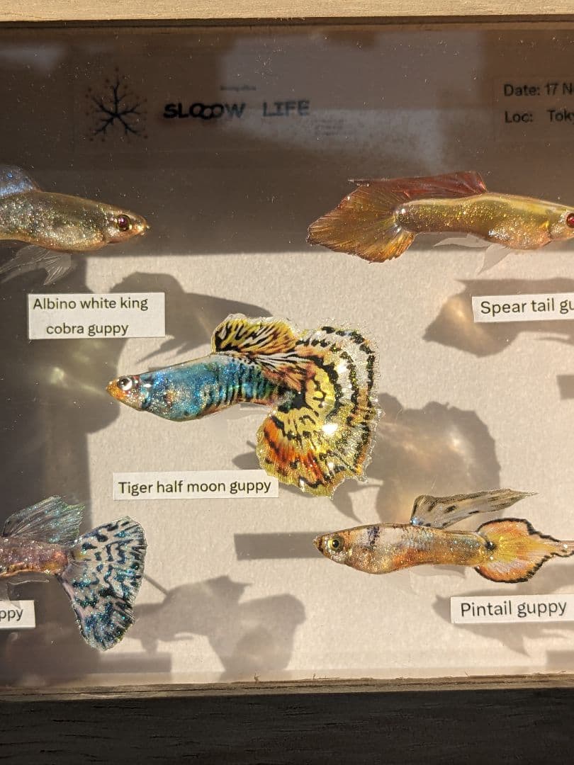 グッピー（5種）　標本箱