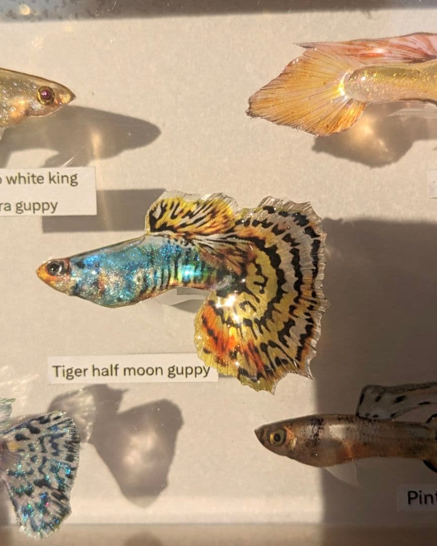 グッピー（5種）　標本箱