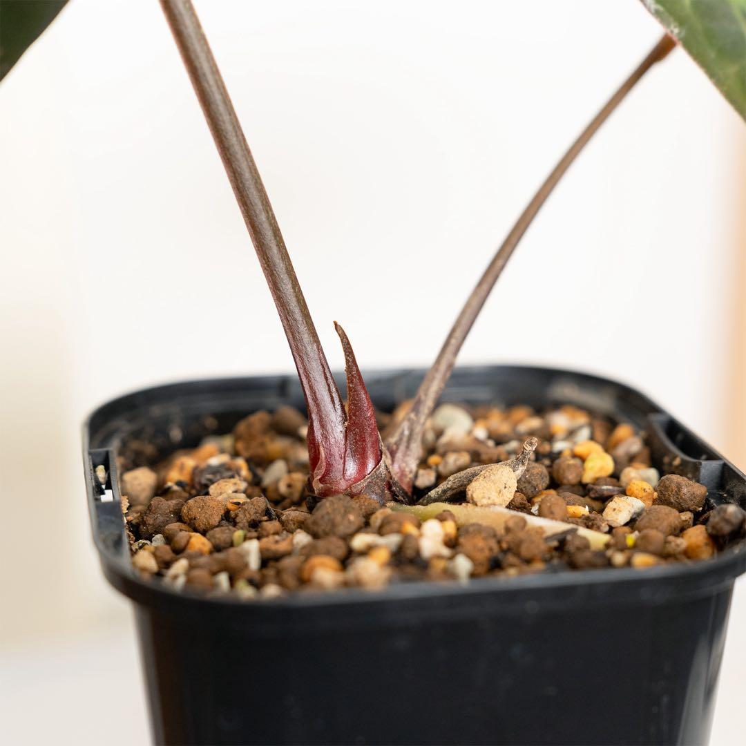 アンスリウム papillilaminum ‘Red stem’