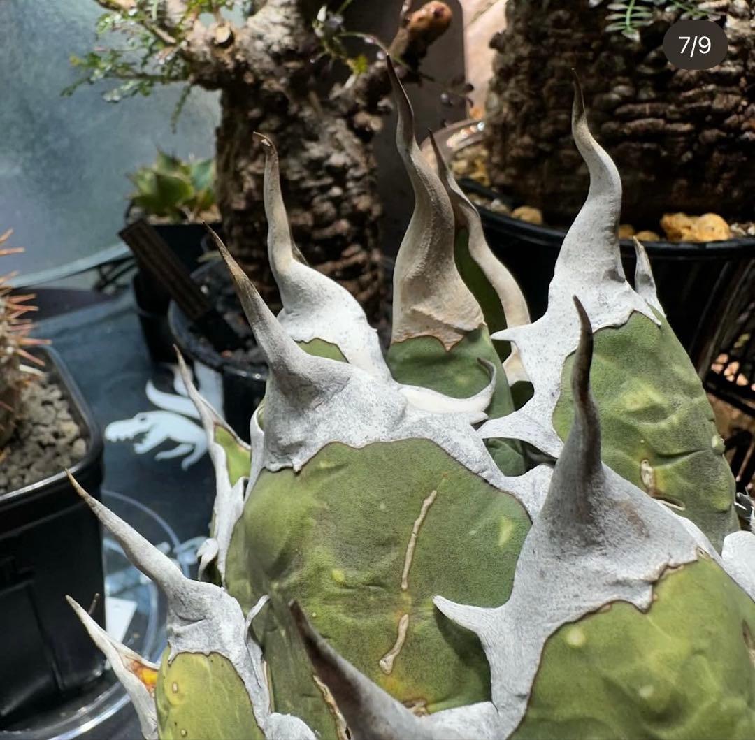 アガベ オアハカ　現地球　ポルトラーノ産　子株