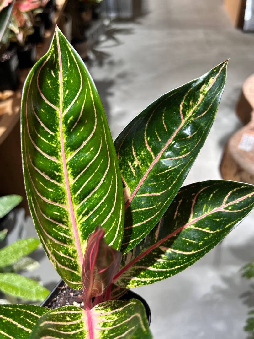 アグラオネマ　レッドスマトラ