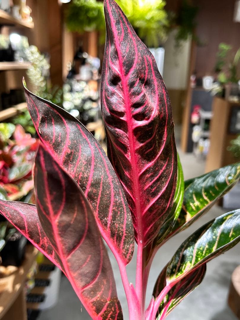 アグラオネマ　レッドスマトラ