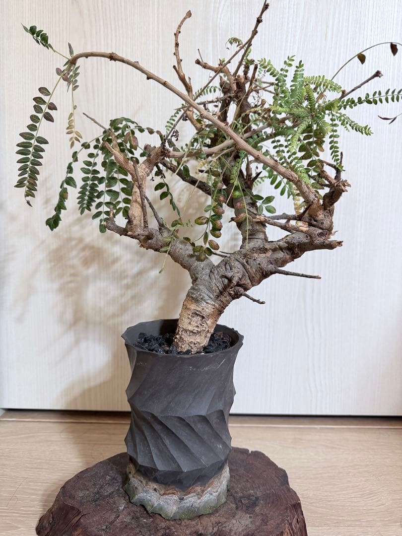 塊根植物 ボスウェリアネグレクタ