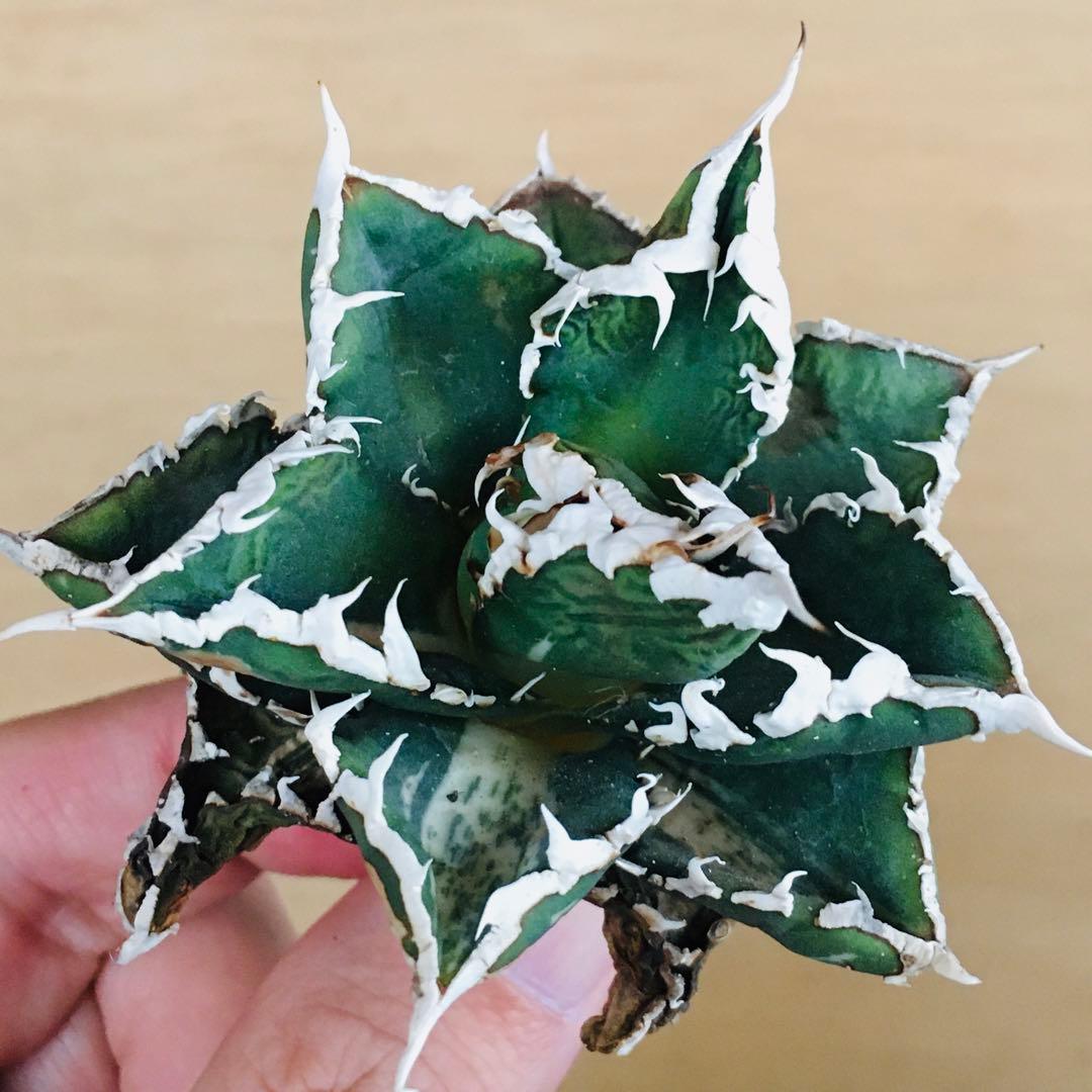 狼人錦 白中斑 TC株 強棘 短葉 アガベ チタノタ ウェアウルフ錦