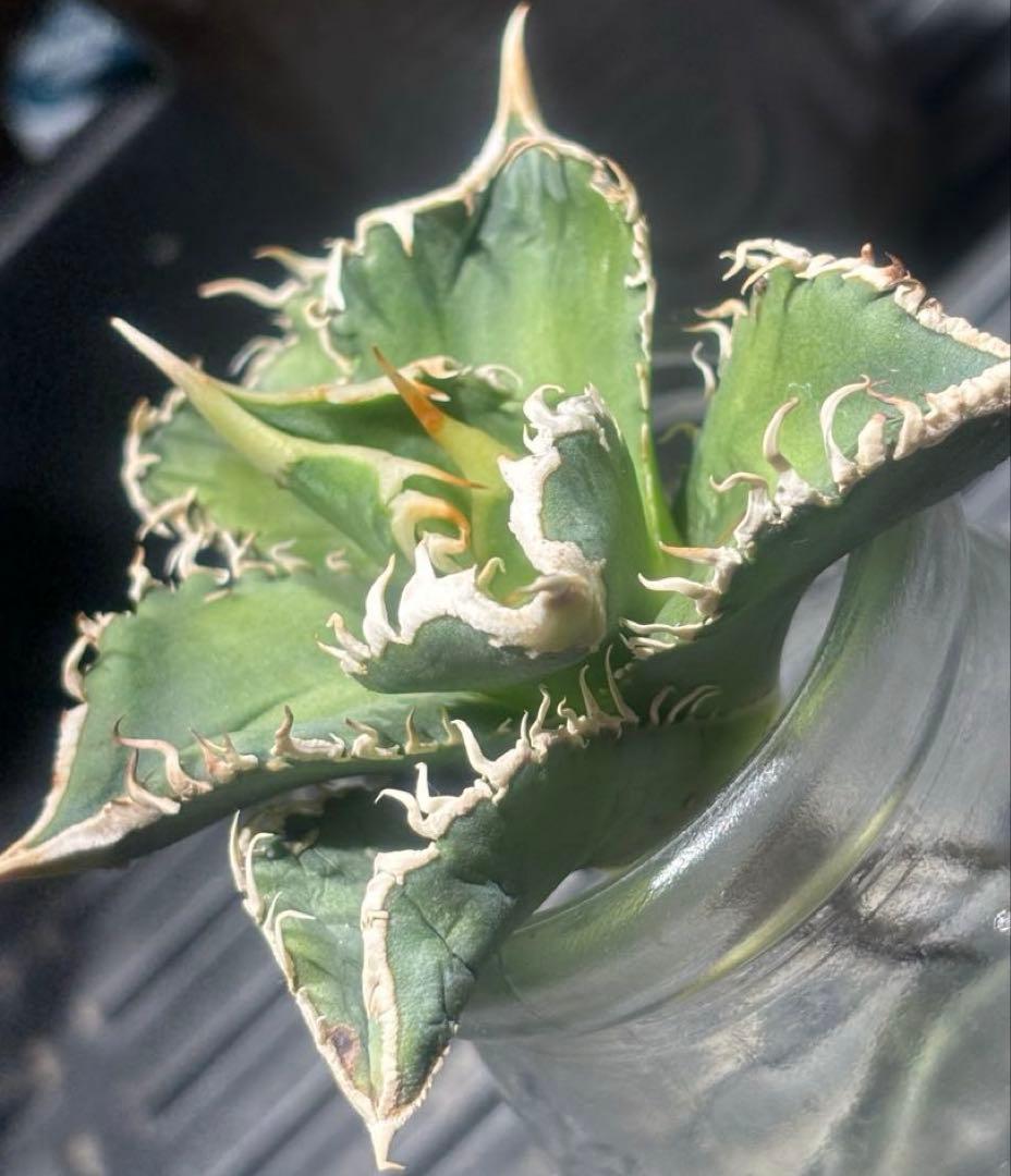 特出！アガベチタノタ大白鯊（極上株）S級激レアsuperホオジロザメ狂暴極狂刺！