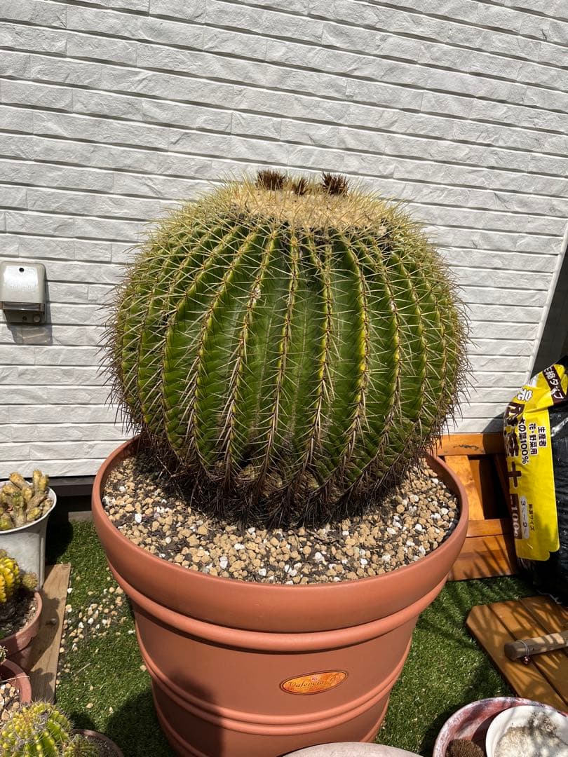 サボテン　キンシャチ　金鯱