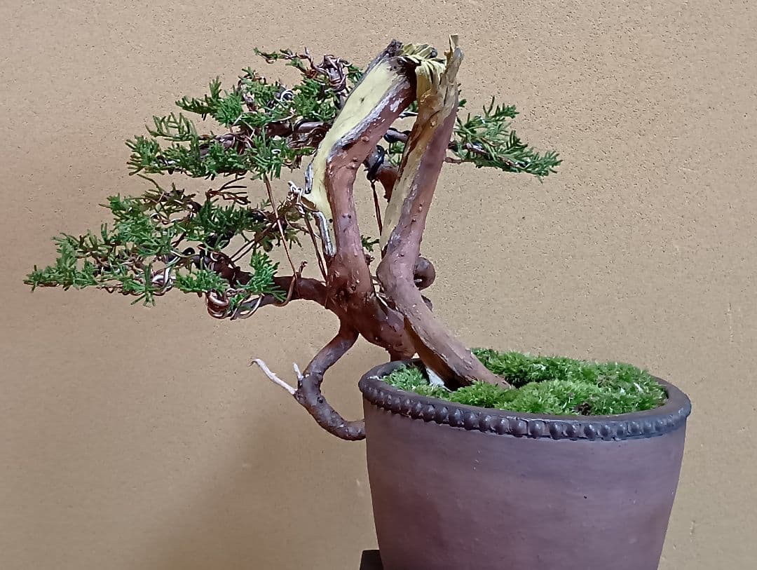 糸魚川真柏‼️値下げ‼️