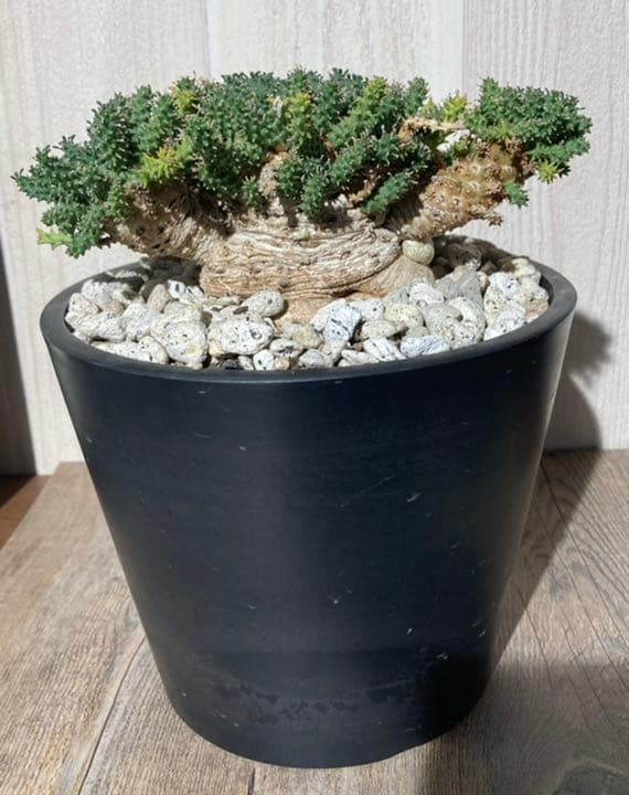 ユーフォルビア　アトロビリディス　　「レア、大株」